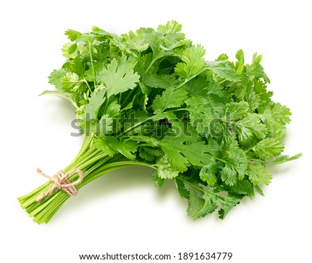 Coriander leaves isolated on white background, clipping path, full depth of field