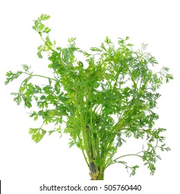 Coriander Leaves Over White Background