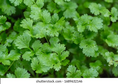 Coriander leaves in vegetables garden for health, food and agriculture concept design. Organic coriander leaves background.