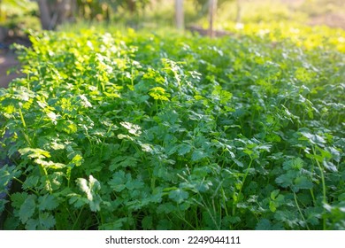 Coriander leaves in vegetables garden for health, food and agriculture concept design. Garden view. - Shutterstock ID 2249044111