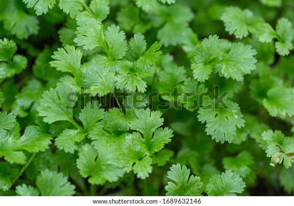 Coriander leaves in vegetables garden for\
health, food and agriculture concept design. Organic coriander\
leaves background.