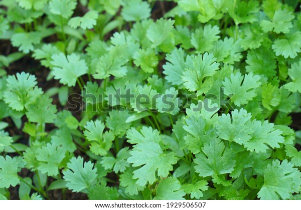 Coriander leaves in vegetables garden for health,\
Coriander is loaded with antioxidants, vitamin-A, vitamin-C and\
minerals. Organic coriander leaves background. selective focus \
Coriander leaves\
angle
