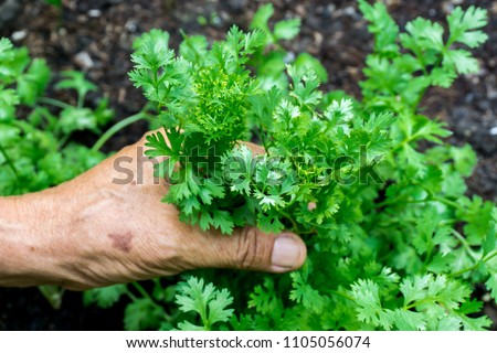 Coriander, the main vegetable in Thailand. coriander in the hand of old man