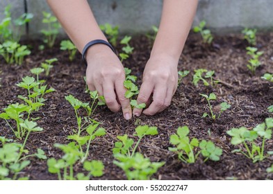 Coriander Organic In Vegetable Garden.