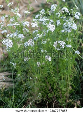 Coriander plant in full bloom with white flowers in the summer