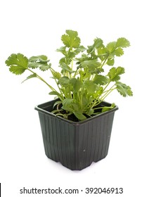 Coriander In Pot In Front Of White Background