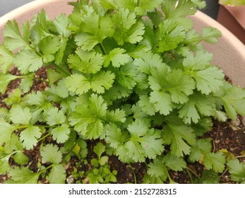 Coriander Pot At In The Home Garden