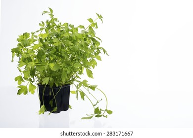 Coriander In A Pot On White Background 