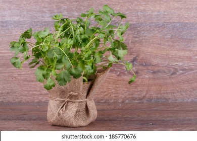 Coriander In A Pot On Wooden Background