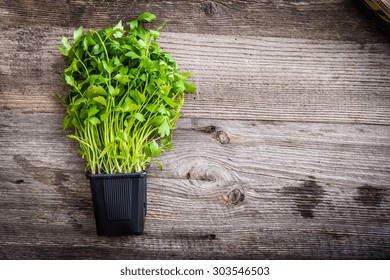 Coriander Pot On A Wooden Background