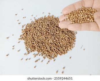 Coriander Seed on hand on isolated white background  - Powered by Shutterstock