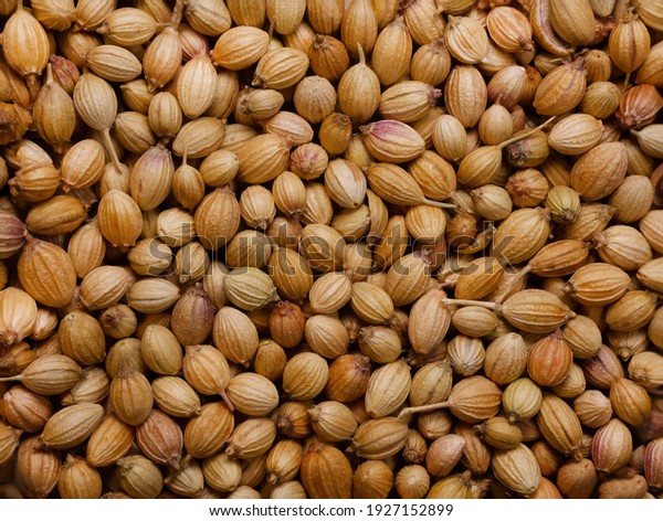 Coriander Seeds close up macro isolated on white.\
Image suitable for restaurants, supermarkets, wholesalers,\
resellers coriander seeds products or health products based on\
coriander seeds.