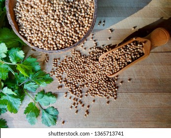 Coriander Seeds, Fresh Green Cilantro Leaves On Wooden Background. Coriander Seed In Bowl & Cilantro (chinese Parsley) Green Leaf On Kitchen Table. Dry Coriander Cilantro Spice For Meat Or Healthy Tea