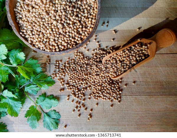Coriander seeds, fresh green cilantro leaves on\
wooden background. Coriander seed in bowl & cilantro (chinese\
parsley) green leaf on kitchen table. Dry coriander cilantro spice\
for meat or healthy\
tea