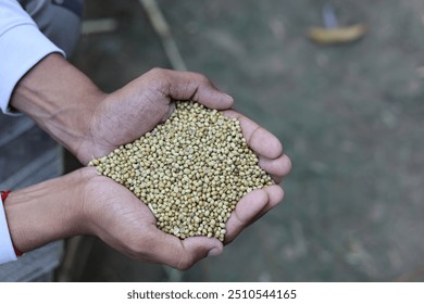 coriander seeds in hand, much seeds - Powered by Shutterstock