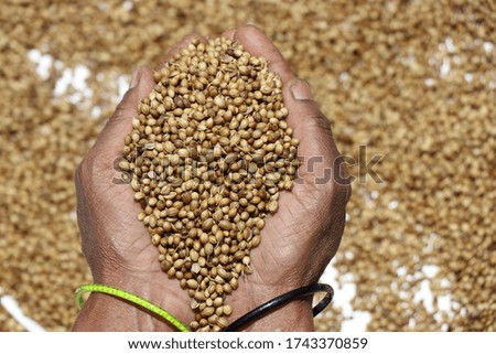 Coriander seeds handful of it held in hand by woman.Organic coriander seeds kept for sundry in background