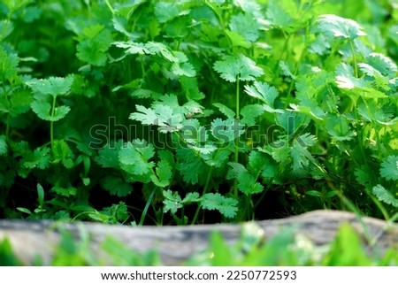 The coriander in the soil plot has the morning light shining. Health benefits of coriander, among green leaves and soft blurred style for background.	