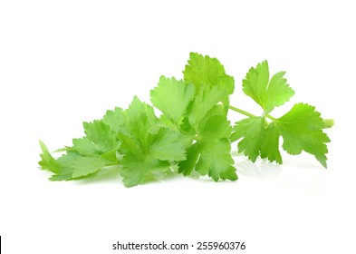 Coriander Sprig Isolated On White