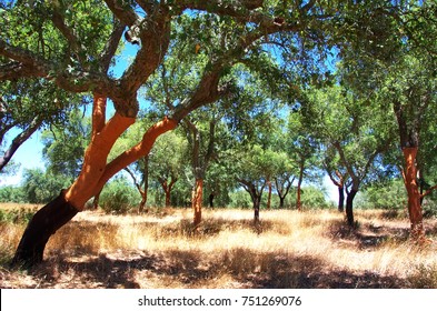 Cork Oak Forest At South Of Portugal