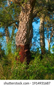 Cork Oak Nearby Llers Village Of Alt Empordà Region In Girona Province Of Catalonia, Spain