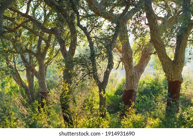 Cork Oak Nearby Llers Village Of Alt Empordà Region In Girona Province Of Catalonia, Spain