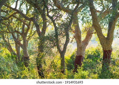 Cork Oak Nearby Llers Village Of Alt Empordà Region In Girona Province Of Catalonia, Spain