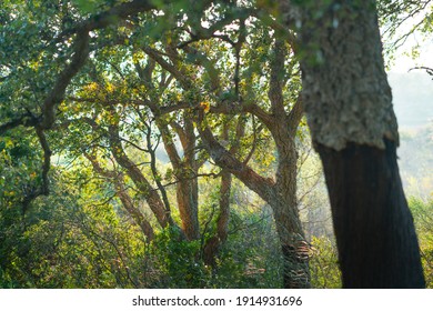 Cork Oak Nearby Llers Village Of Alt Empordà Region In Girona Province Of Catalonia, Spain