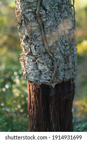 Cork Oak Nearby Llers Village Of Alt Empordà Region In Girona Province Of Catalonia, Spain