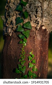 Cork Oak Nearby Llers Village Of Alt Empordà Region In Girona Province Of Catalonia, Spain