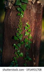 Cork Oak Nearby Llers Village Of Alt Empordà Region In Girona Province Of Catalonia, Spain