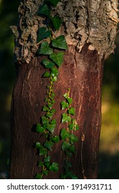 Cork Oak Nearby Llers Village Of Alt Empordà Region In Girona Province Of Catalonia, Spain