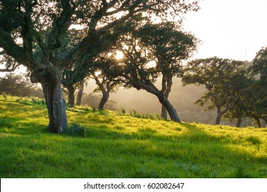 Cork Oak Tree