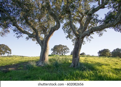 26 Sardegna querce Images, Stock Photos & Vectors | Shutterstock