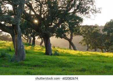 Cork Oak Tree