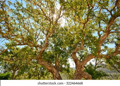Cork oak tree (Quercus suber) in the evening sun, Alentejo Portugal Europe