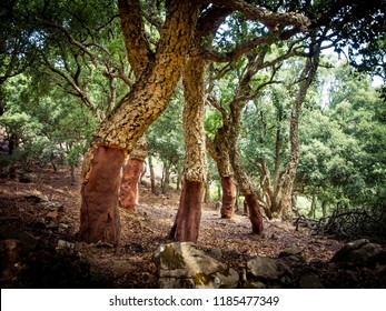 cork oaks in the andalusian countryside. 