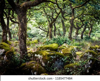 cork oaks in the andalusian countryside. "Natural park of cork oaks" near Algeciras, Cádiz, Andalusia, Spain, Europe