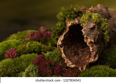 Cork tree bark with a dark hole on moss that can be used as nature backgrounds for fairy photos