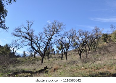 Cork Tree Florest Farm Stock Photo 1116585842 | Shutterstock