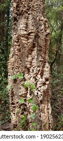 Cork Tree In An Italian Forest