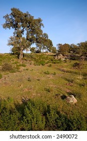 Cork tree in landscape
