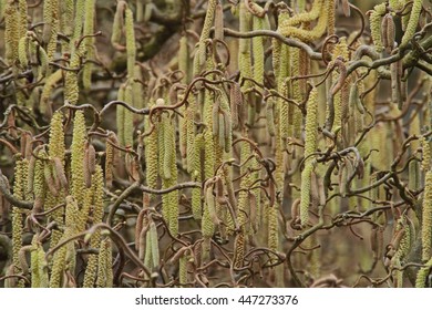 Corkscrew Hazel, Corylus Avellana Contorta