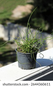 Corkscrew rush Juncus effusus spiralis, also called spiral rush, displays curly green stems in a black plastic pot, thriving in sunlight on a white ledge with blurred garden background