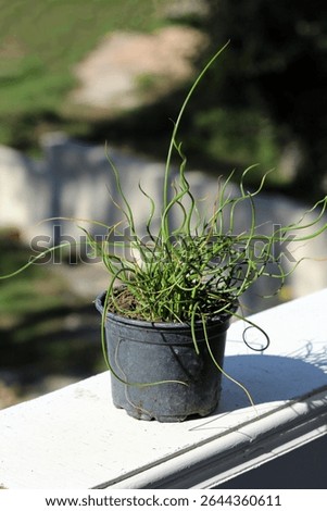 Corkscrew rush Juncus effusus spiralis, also called spiral rush, displays curly green stems in a black plastic pot, thriving in sunlight on a white ledge with blurred garden background