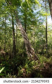 Corkscrew Swamp Sanctuary Tree Wound Vines