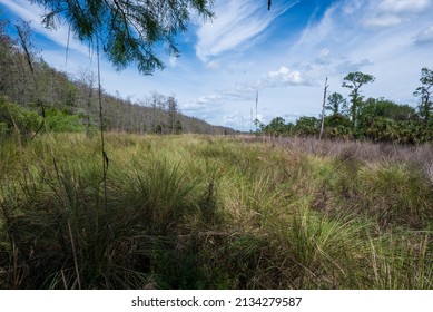 Corkscrew Swamp Sanctuary Wet Grasslands