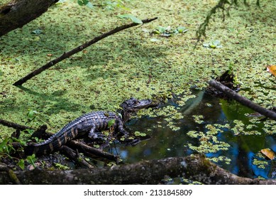 Corkscrew Swamp Sanctuary Young Alligator