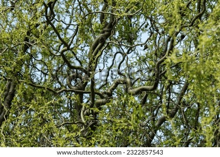 Corkscrew willow tree curly branches in spring, selective focus