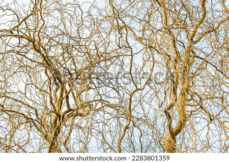 Corkscrew willows Trees. Twisted Willows. Salix matsudana. Bare trunks and branches of two corkscrew-willows in early spring against sky. Curly Willow, Pekin Willow, Hankow Willow, Twisted Willow.
