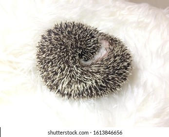 Corled Up Four Toed Hedgehog